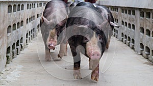 Kurobuta Pig -Â swine farming business in relax time